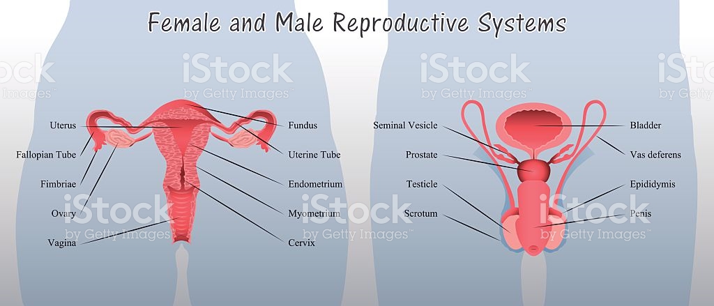 Jinsiy qizlar ish stoli uchun HD sifatli BBWlar ogillari bilan jinsiy aloqada bolishadi